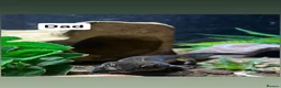 Gecko reptiles for sale: Female leopard gecko  - Advert 4
