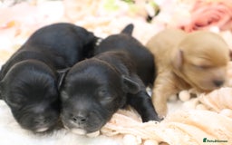 Cavapoo dogs for sale: Health Tested Cavapoo Puppies - Image 5