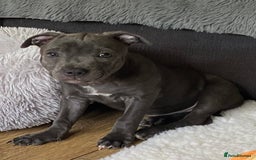 Staffordshire Bull Terrier dogs for sale: 🐾Reduced♥️World Famous Samtan Dozer & C in Swansea - Image 26