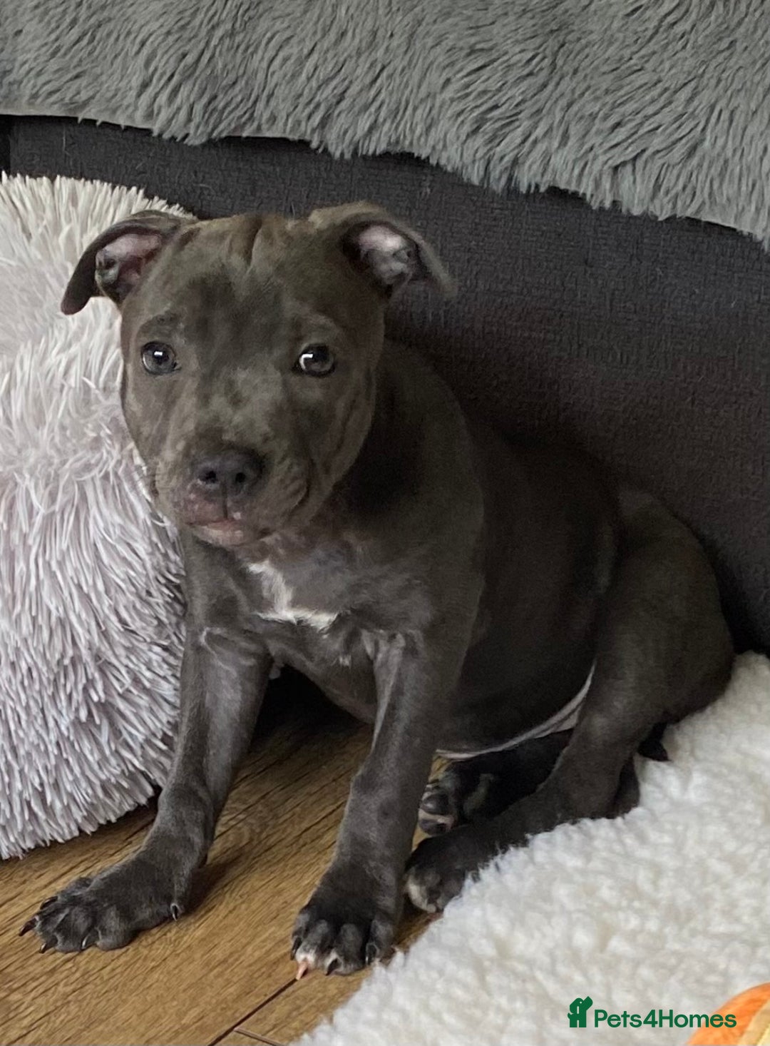 Staffordshire Bull Terrier dogs for sale: 🐾Reduced♥️World Famous Samtan Dozer & C in Swansea - Image 26