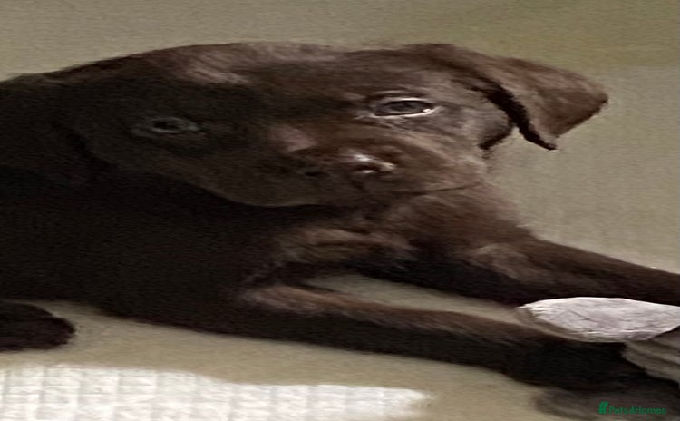 Labrador Retriever dogs - Advert 8