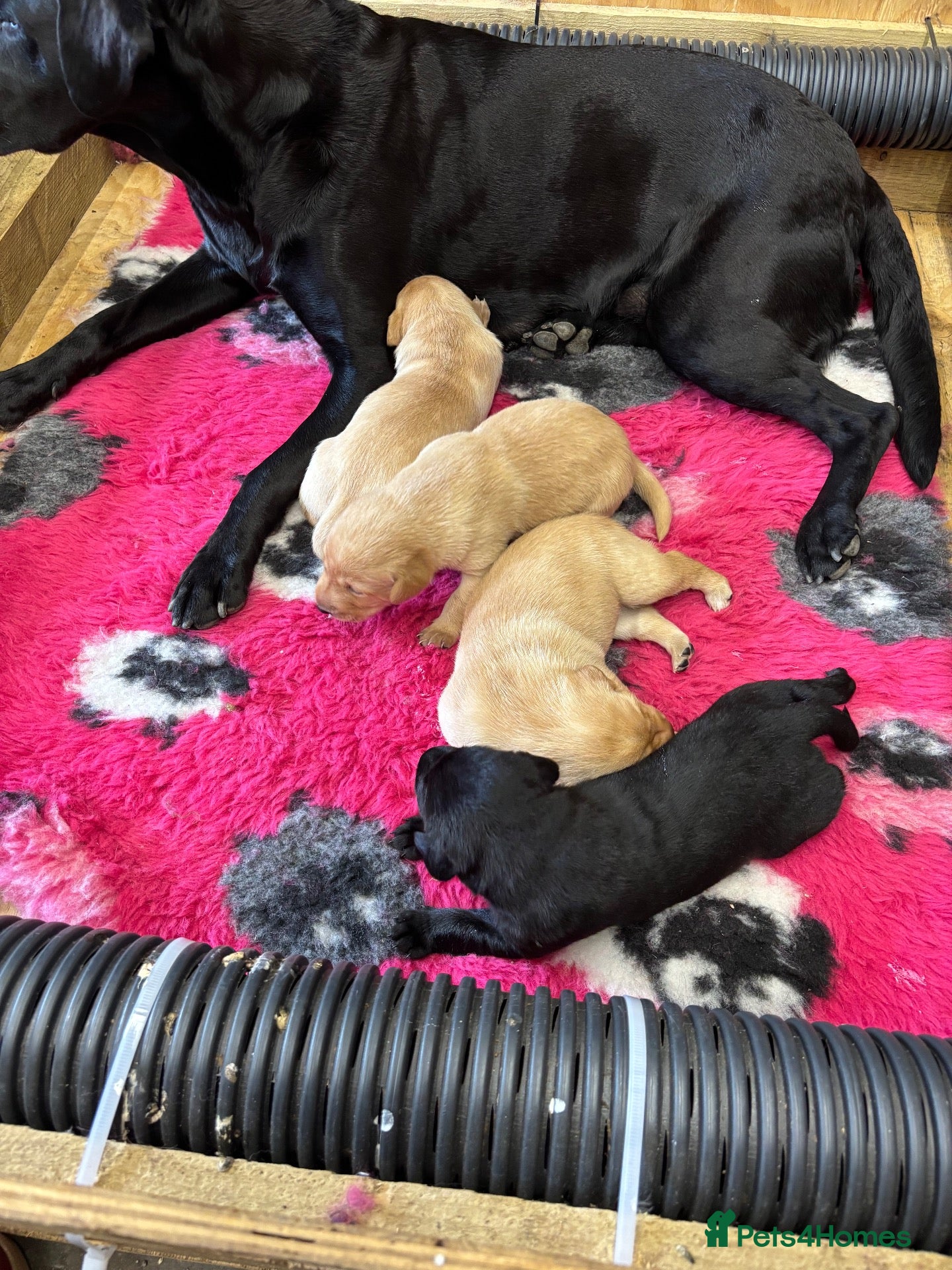 Labrador Retriever dogs Beautiful Chunky Homebred Labrador puppies - Advert 1