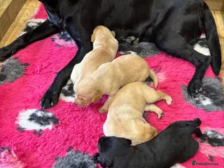 Labrador Retriever dogs Beautiful Chunky Homebred Labrador puppies - Advert 1