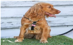 Cocker Spaniel dogs for sale: Willow  - Image 2