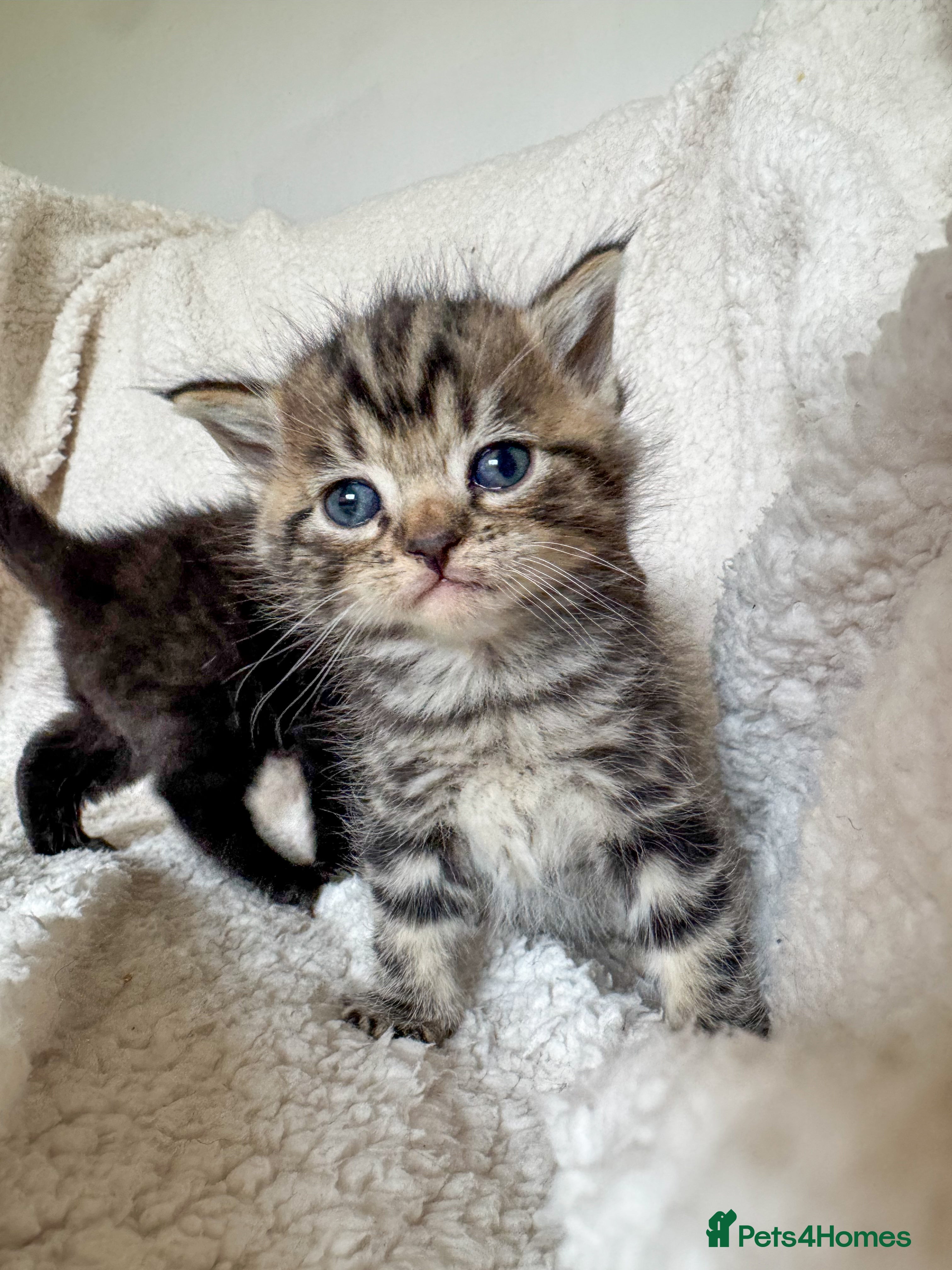 Ragdoll cats Ragdoll cross kittens  - Advert 13