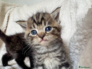 Ragdoll cats Ragdoll cross kittens - Advert 13