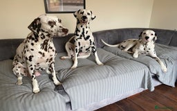 Dalmatian dogs for sale: Top quality show type Dalmatian pups 🐶  - Image 20