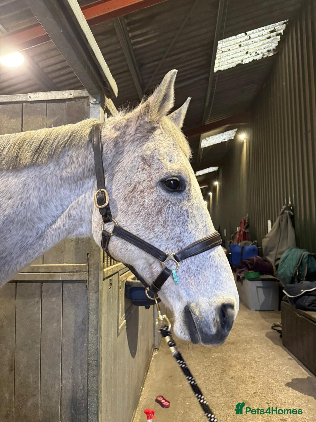 English Thoroughbred horses for sale: Grey Thoroughbred gelding  - Advert 3