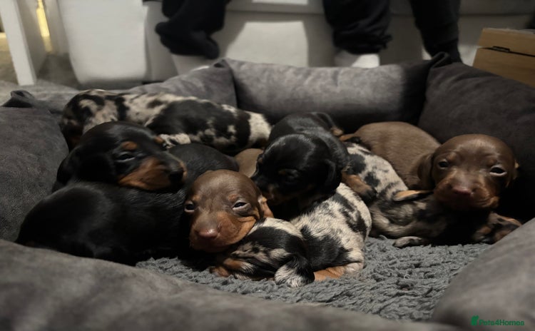 Miniature Dachshund dogs - Advert 2