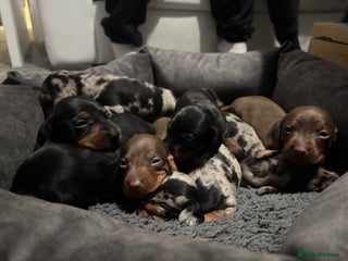 Miniature Dachshund dogs - Advert 1
