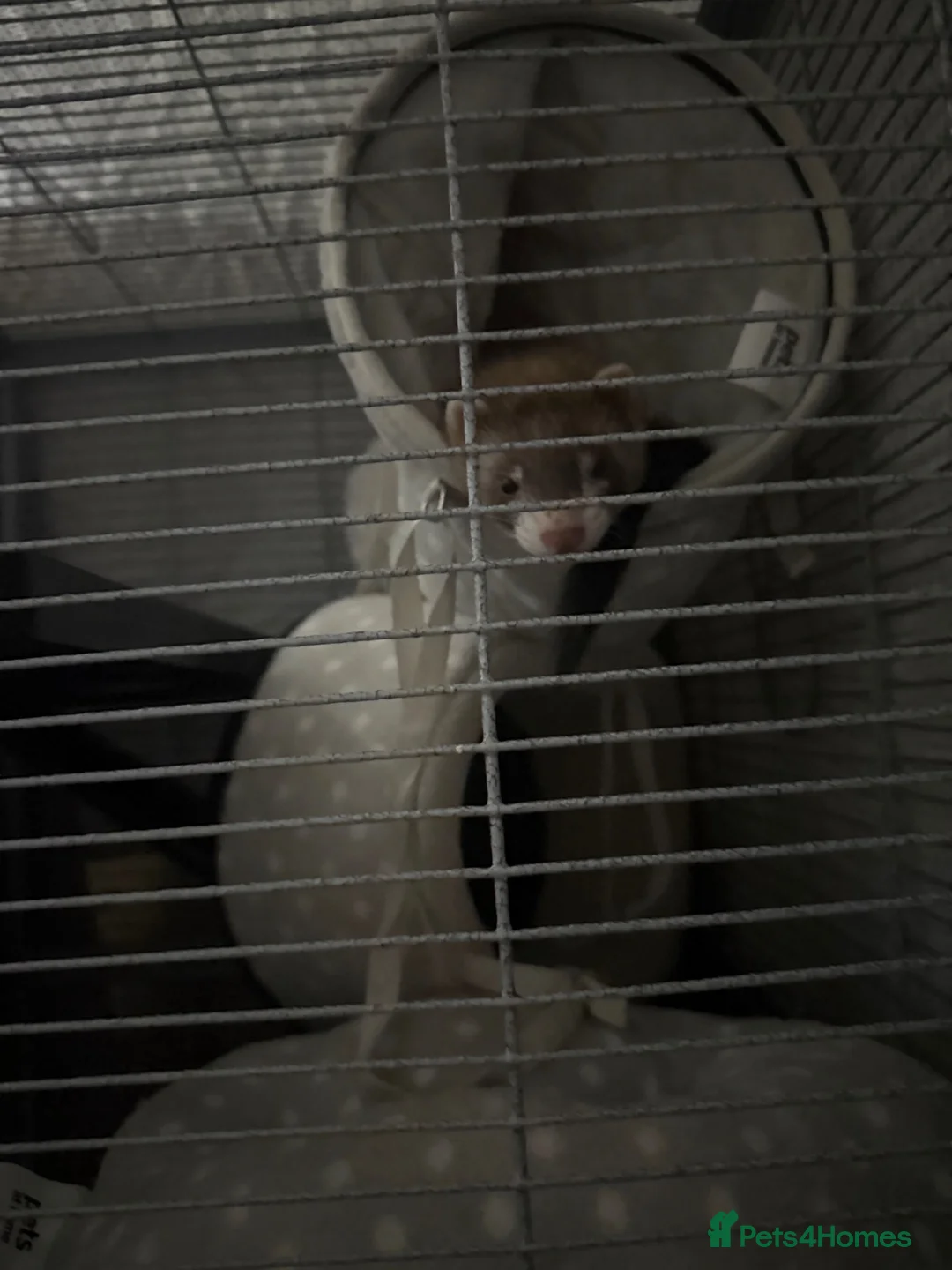 Ferret rodents for sale: Female ferret in Swindon - Advert 3