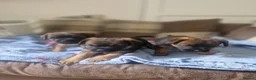 Border Terrier dogs for sale: Beautiful border terrier pups - Advert 7