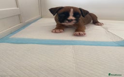 Boxer dogs for sale: Stunning Bob and long tail litter - Image 18