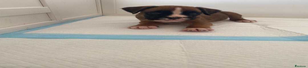Boxer Puppy 4
