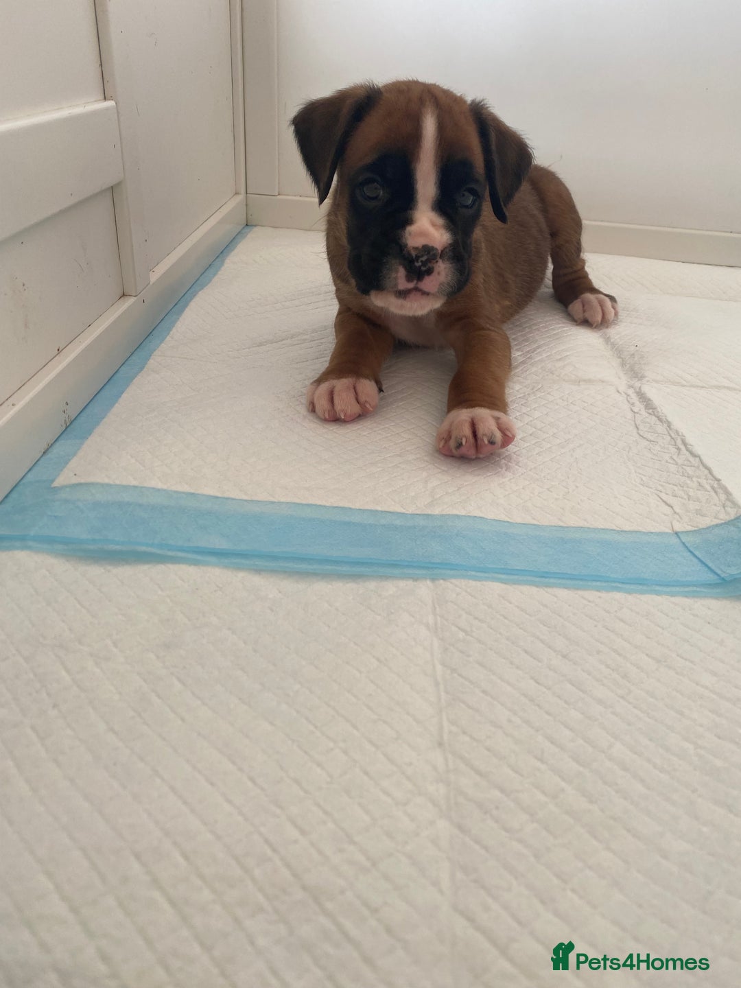 Boxer dogs for sale: Stunning Bob and long tail litter - Image 18