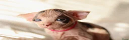 Sphynx cats for sale: Beautiful Pedigree Sphynx Kittens  - Advert 12