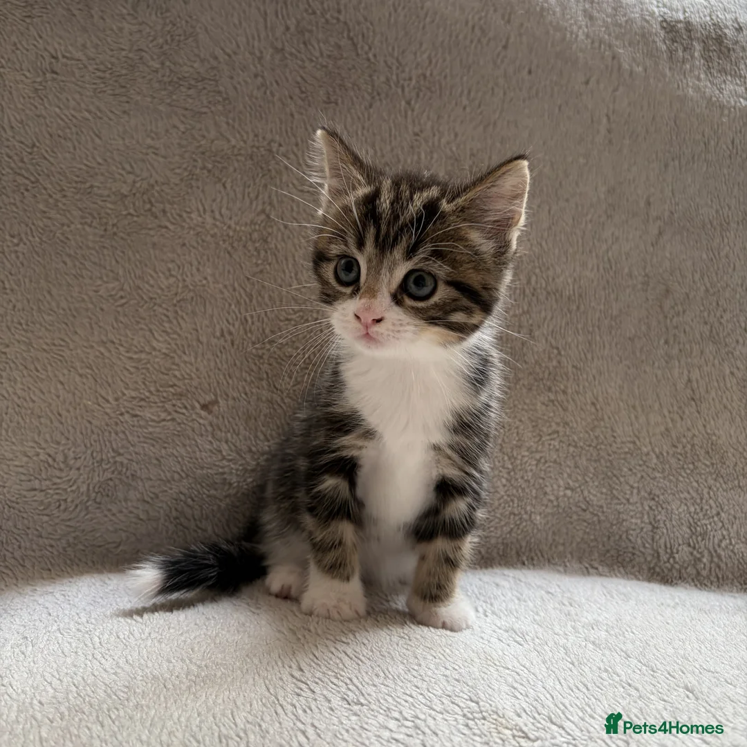 Mixed Breed cats for sale: Adorable Kittens Looking for Their Forever Home - Advert 30