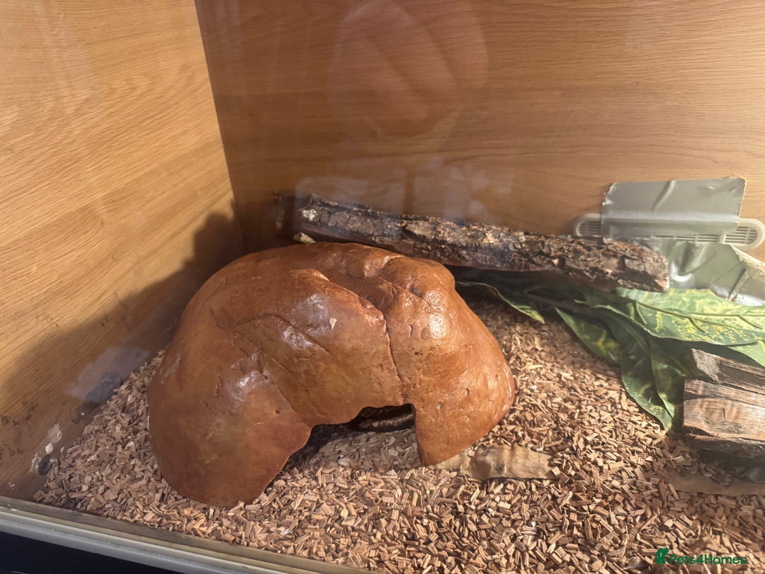 Python Snake reptiles for sale: Large ball python and vivarium - Image 4