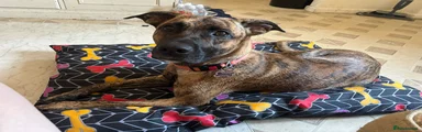 Mixed Breed 1