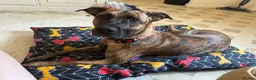 Mixed Breed dogs for sale: Sapphire is looking for her forever home in Frome - Advert 4