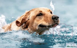 Labrador Retriever dogs for sale: Extensively Health tested Red fox Labradors 🧡 - Image 10