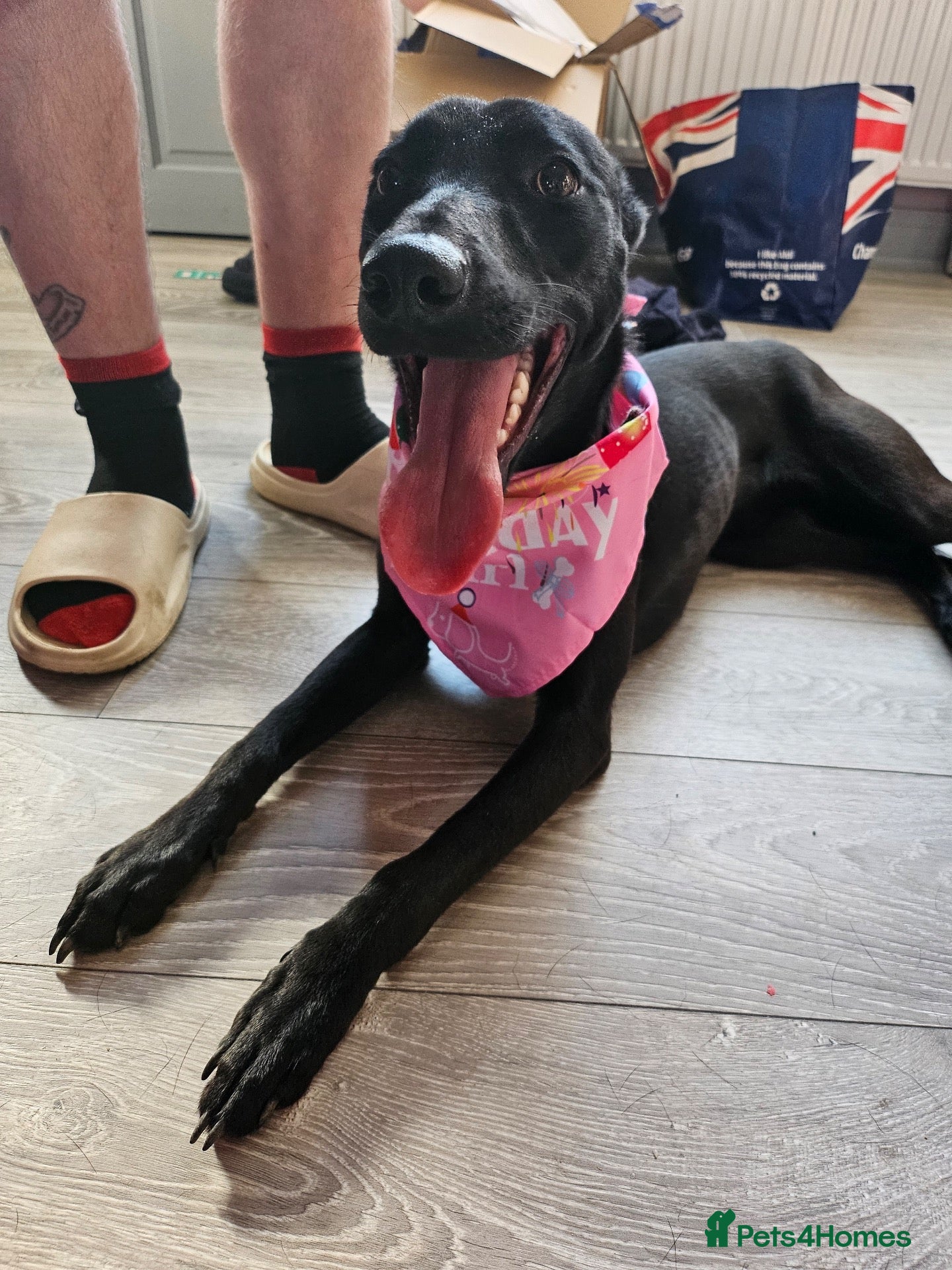 Mixed Breed dogs for adoption: Beautiful Bella wants a new forever home - Advert 1