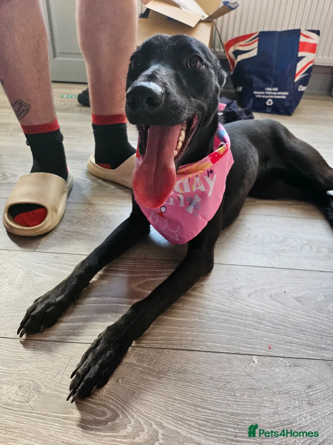 Mixed Breed dogs for adoption: Beautiful Bella wants a new forever home - Advert 1
