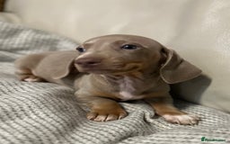 Dachshund dogs for sale: Dachshund mini puppies  - Image 2