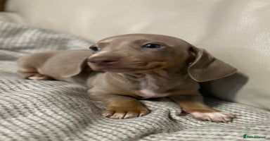 Dachshund dogs - Advert 6