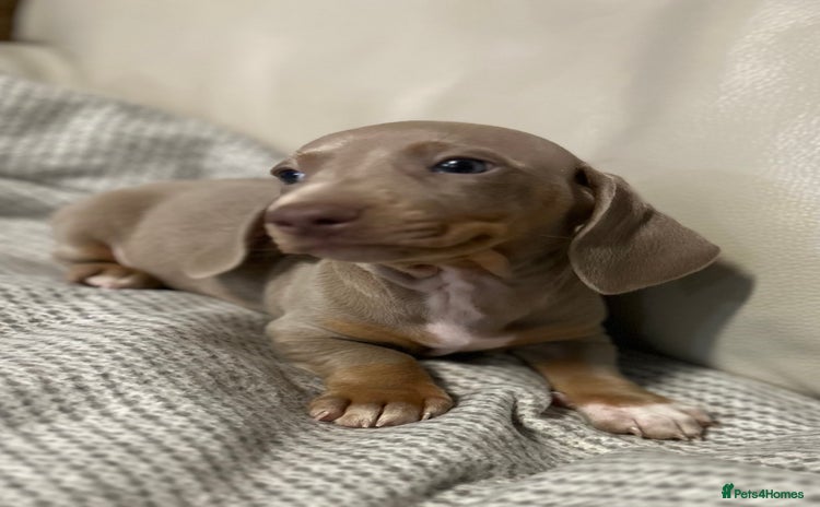 Dachshund dogs - Advert 2