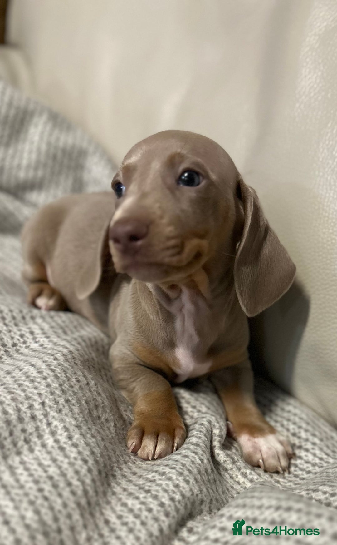 Dachshund dogs for sale: Dachshund mini puppies  - Image 2