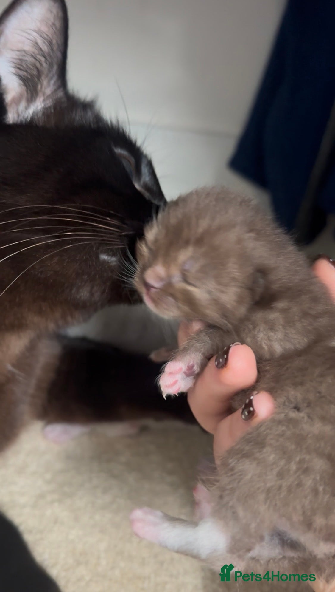 Ragdoll cats 7 STUNNING RAGAMESE (RAGDOLL-SIAMESE) KITTENS - Advert 16