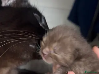 Ragdoll cats 7 STUNNING RAGAMESE (RAGDOLL-SIAMESE) KITTENS - Advert 16