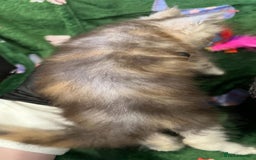 Maine Coon cats for sale: Gorgeous Registered Maine Coon Kittens  - Image 11