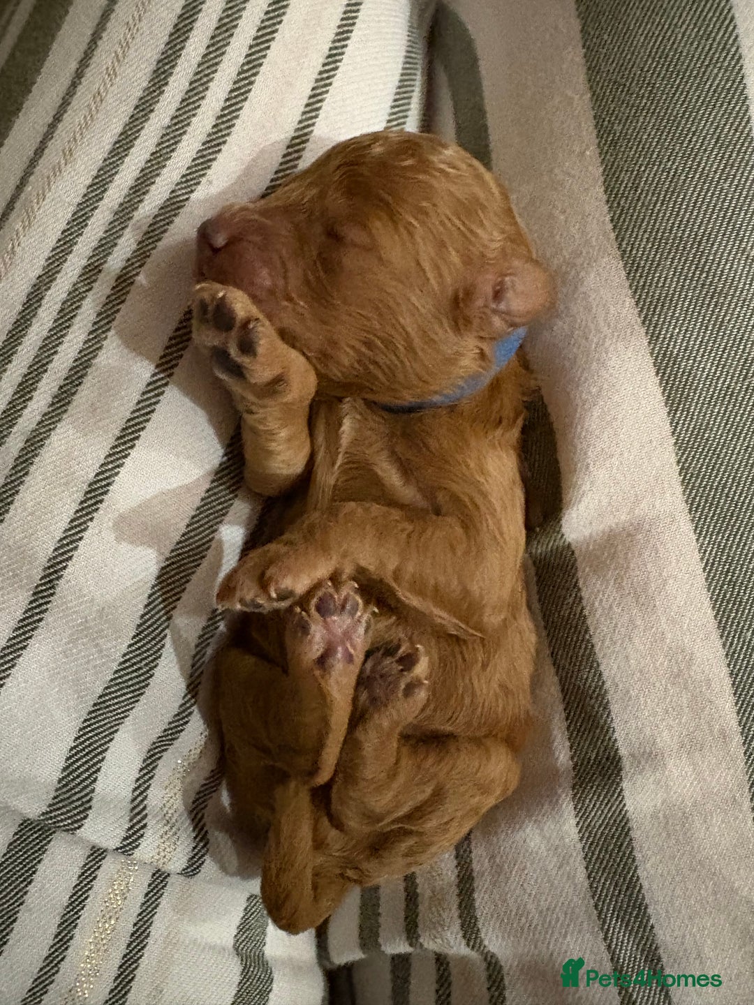 Toy Poodle dogs for sale: Beautiful solid colour toy poodle puppies - Advert 11