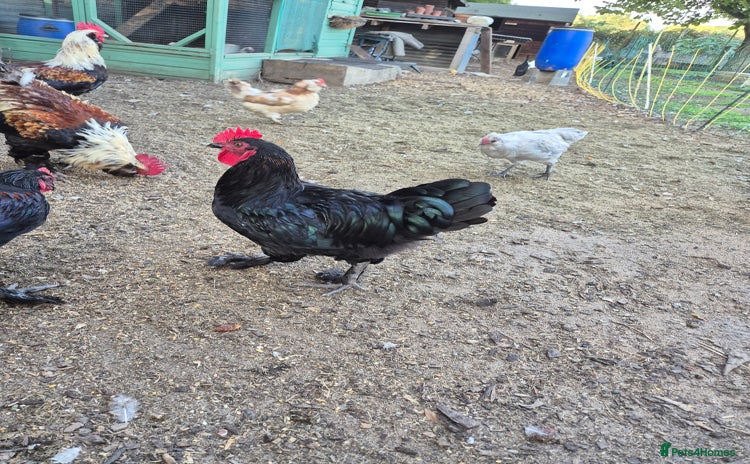Chickens poultry - Advert 3