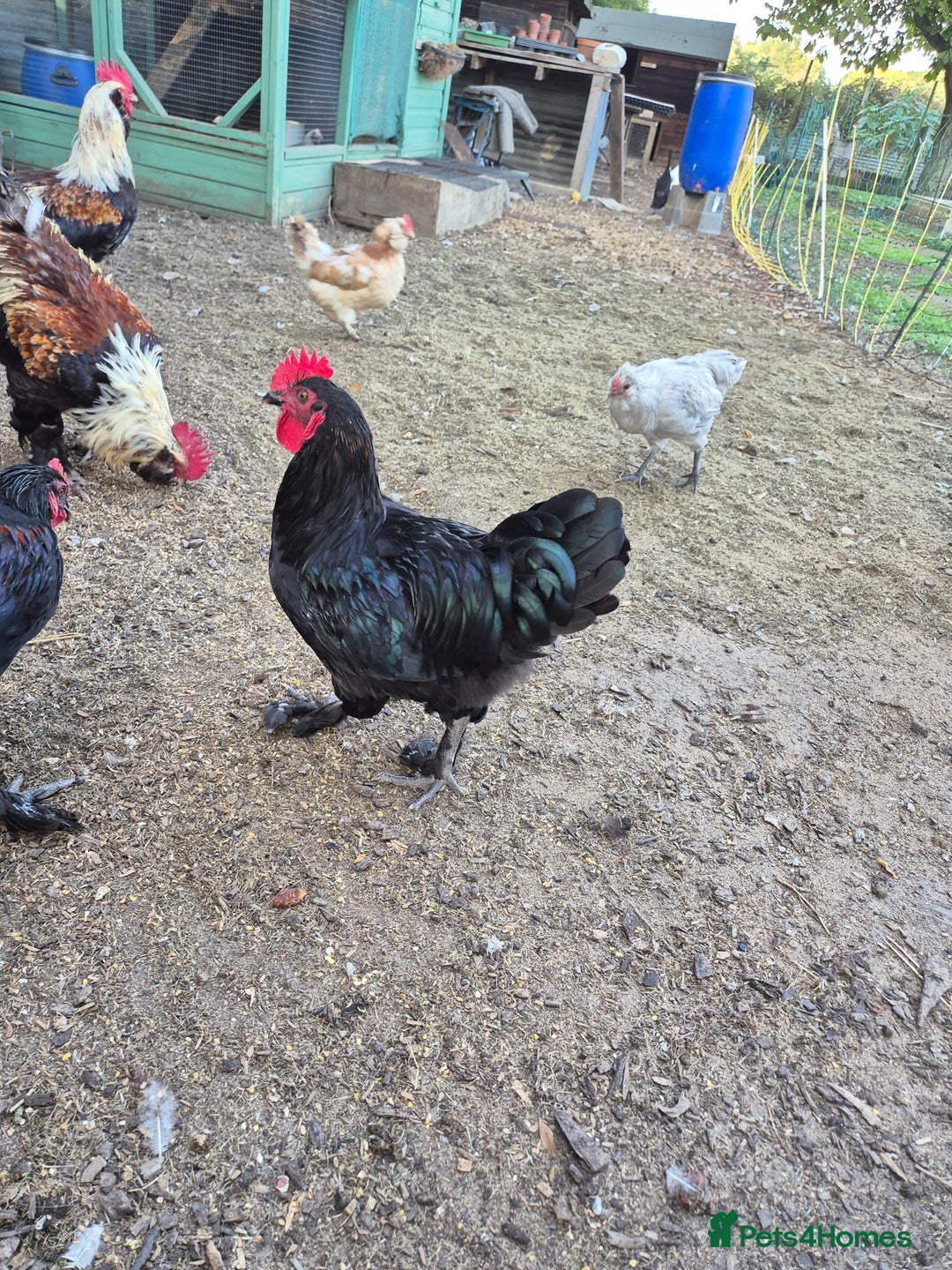 Chickens poultry for sale: Cockerals free to a good home - Image 1