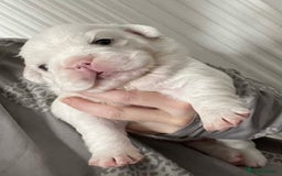 French Bulldog dogs for sale: Fluffy French Bulldogs - Image 2