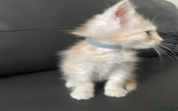 Maine Coon cats for sale: Maine Coon Cross Kittens  - Image 35