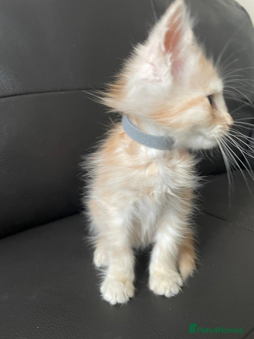 Maine Coon cats for sale: Maine Coon Cross Kittens  - Image 35