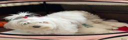 Maltese dogs for sale: KC registered Maltese boy  - Advert 6