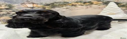 Cocker Spaniel dogs for sale: Adorable show cocker spaniel puppies - Advert 6