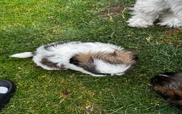 Shih Tzu dogs for sale: Shih tzu puppies looking for a forever home. - Image 6