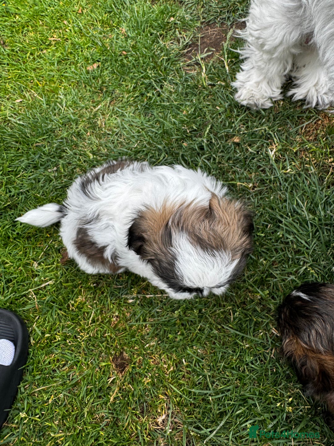 Shih Tzu dogs for sale: Shih tzu puppies looking for a forever home. - Image 6