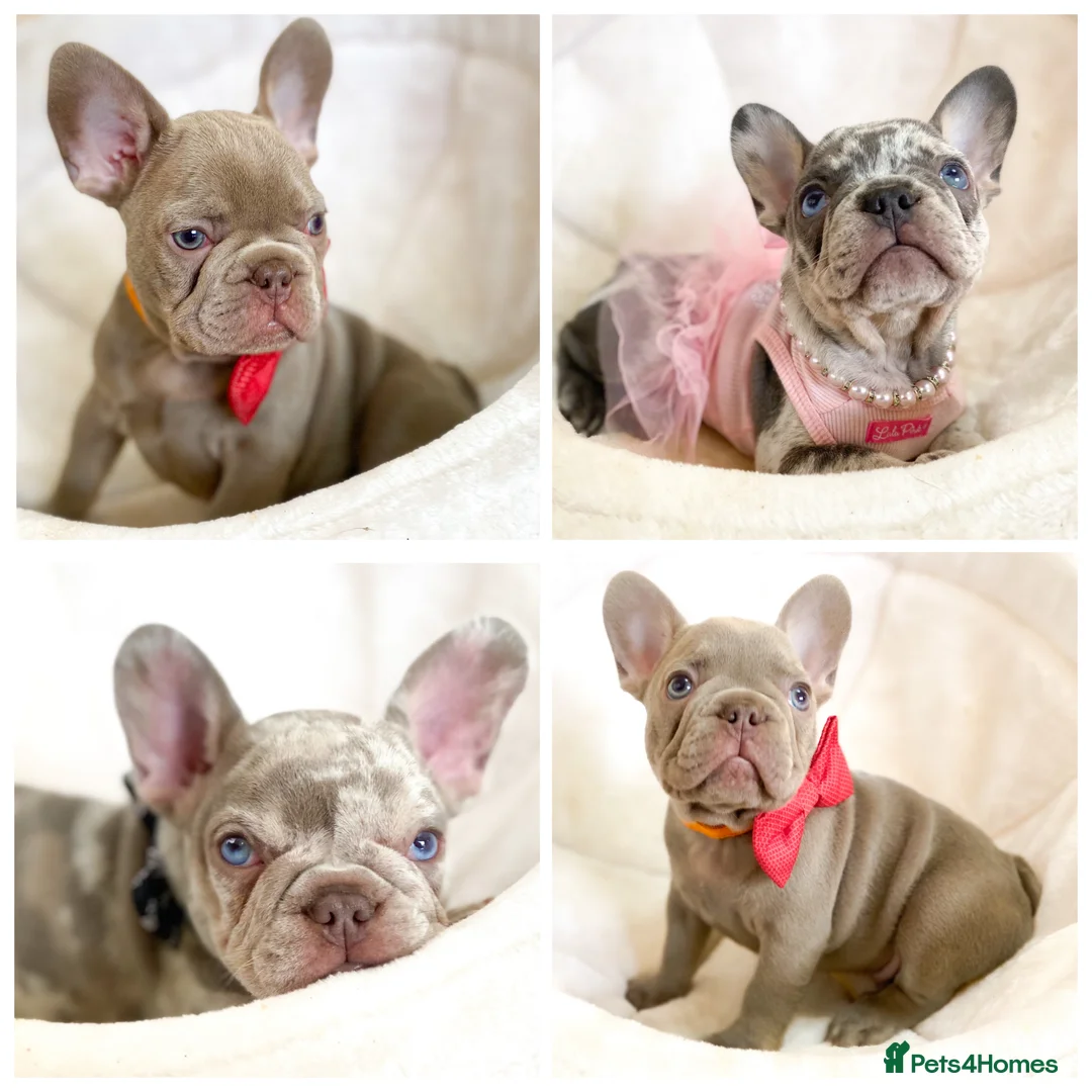 French Bulldog dogs for sale: NEWSHADE ISABELLA AND MERLE FRENCH BULLDOGS - Advert 3