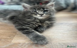Maine Coon cats for sale: Tica Registered Maine Coon kittens  - Image 31