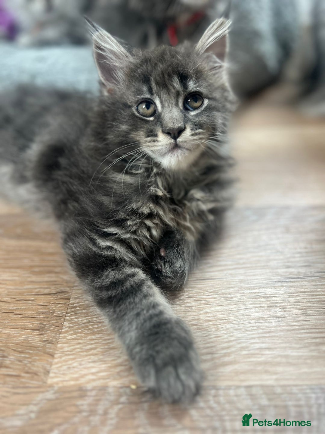 Maine Coon cats for sale: Tica Registered Maine Coon kittens  - Image 31