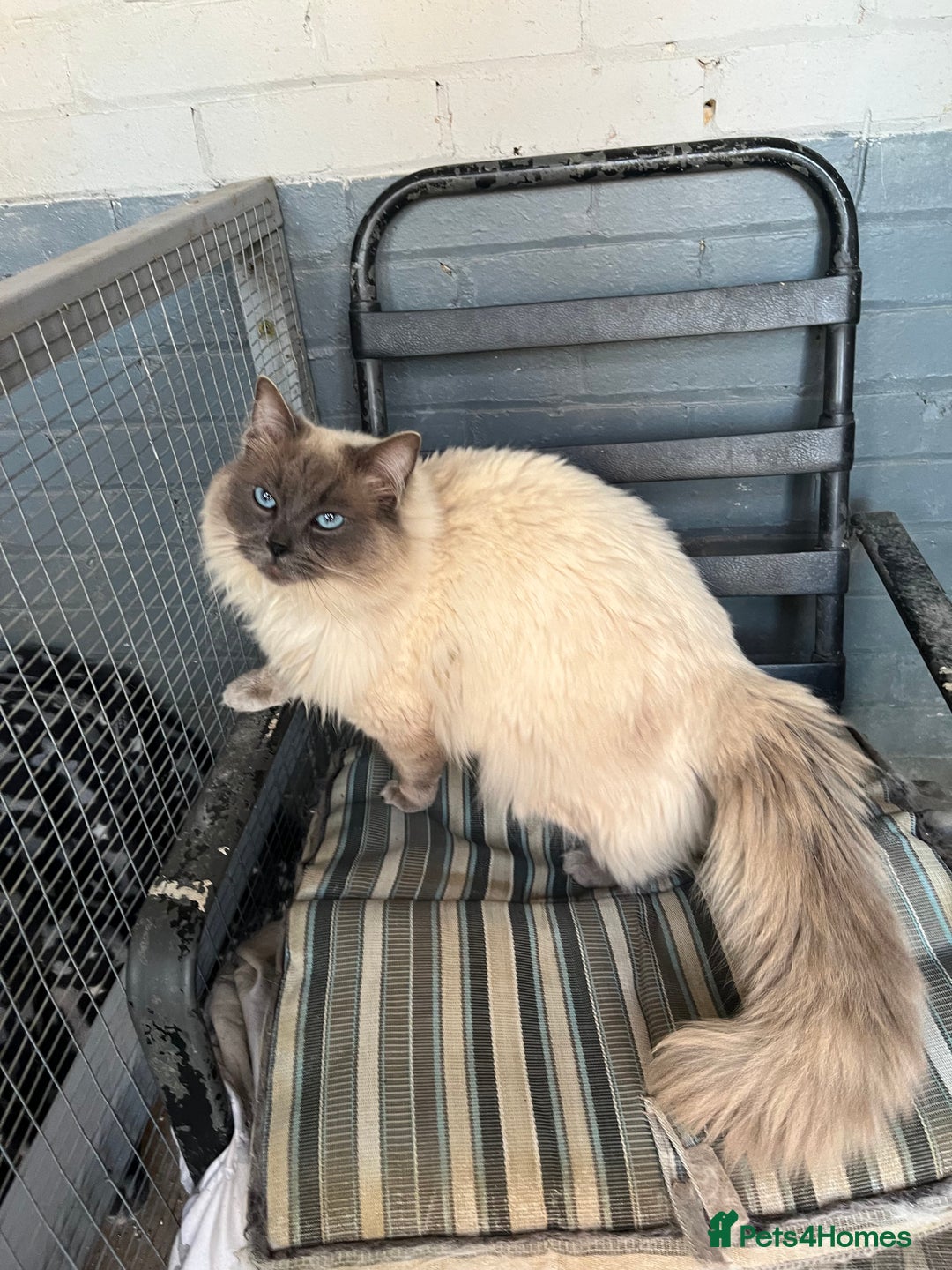 Ragdoll cats for sale: Ragdoll kittens  - Image 2