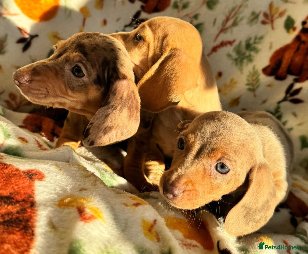 Miniature Dachshund dogs for sale: 3 beautiful mini dashs - Advert 7