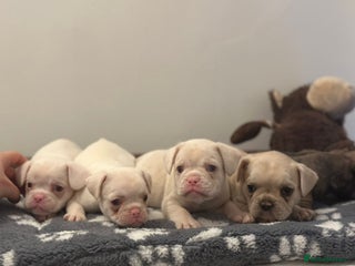 French Bulldog dogs KC Registered Pink Blue eyed FrenchBulldog Puppies - Advert 2